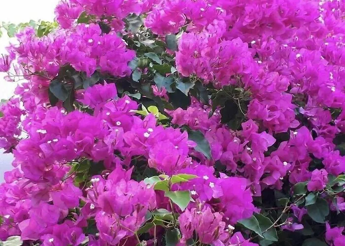 Halikarnas Hotel Bodrum